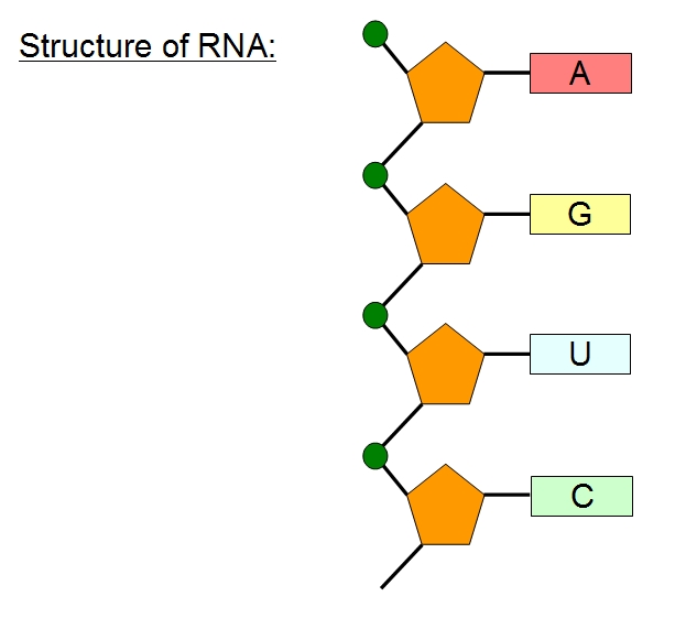 rna structure labeled